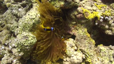 Clownfish anemone in reef wall Stock Footage 295348826