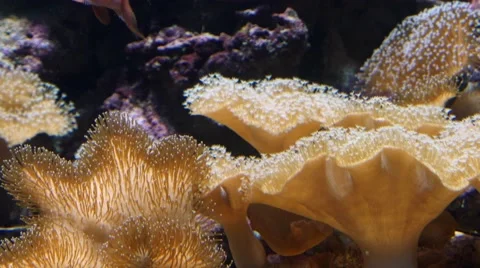 Clownfish in anemone swaying in strong current Stock Footage 63510997