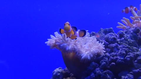 Clownfish In Anemones  Stockbeeldmateriaal 54992650
