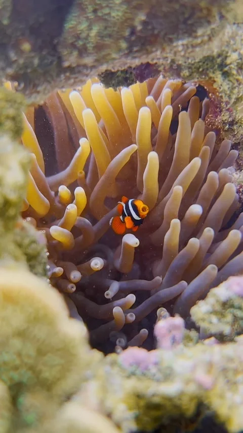 Clownfish in Anenome Stock Footage 230018540