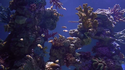 Clownfish aquarium Stock Footage 113835594