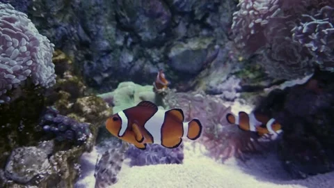 Clownfish in a aquarium Stock Footage 132247044