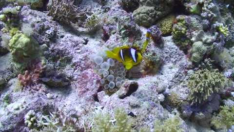 Clownfish with Bubble Anemone 1:2 Stock Footage 295034726
