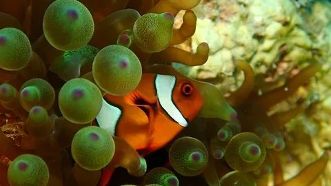 Clownfish in bubble coral Video stock 112037392