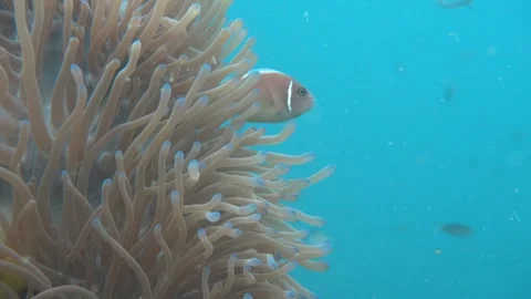 Clownfish checking outside the anemone Stock Footage 283276385
