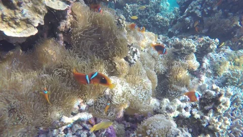 Clownfish City Stock Footage