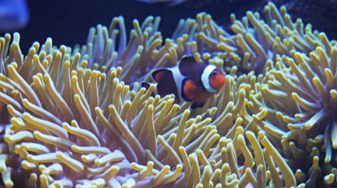 Clownfish close up Stock Footage 29251118