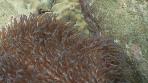 Clownfish close up Stock Footage 281929951