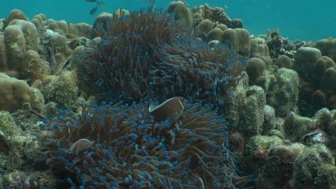 Clownfish - close up Stock Footage 281930111