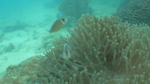 Clownfish - close up Stock Footage 282524894