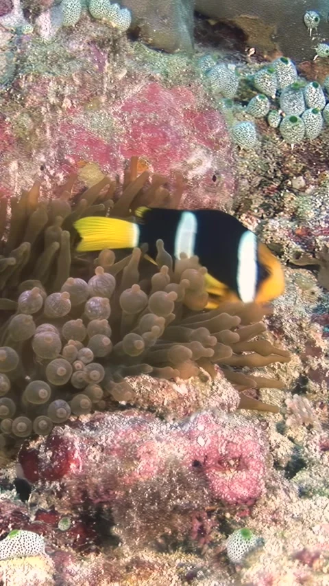 Clownfish comforts itself within its anemone home at Sunset in Palau Stock Footage 312491680