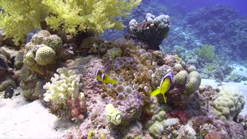 Clownfish coming towards camera 1:2 Stock Footage 295034723