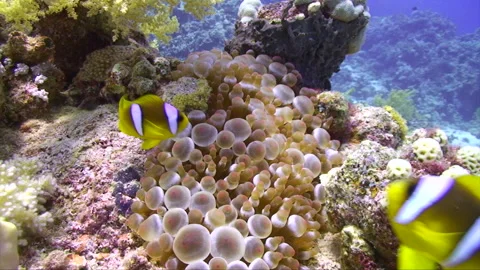 Clownfish coming towards camera 2:2 Stock Footage 295034712