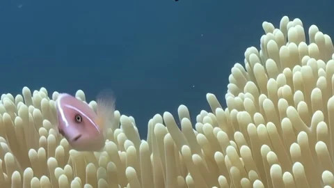 Clownfish Dance Gracefully Among the Tentacles of Their Anemone Home Stock Footage 344484516