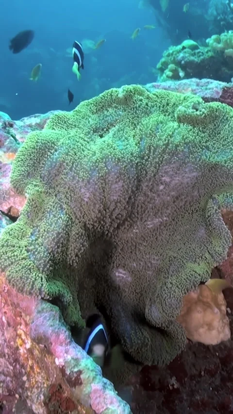 Clownfish Dance in Harmony Among Vibrant Coral in Underwater Paradise Video stock 337479936
