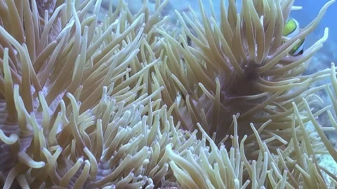 Clownfish Dances Within Anemone's Graceful Tentacles at Great Barrier Reef Stock Footage 344481953