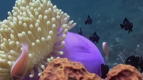Clownfish Dances Within the Tentacles of a Vibrant Anemone Garden Stock Footage 327834995