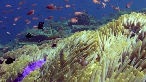 Clownfish Dancing Gracefully Within Its Flowing Sea Anemone Home Video stock 327296379