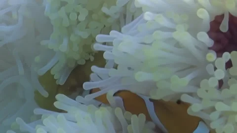 Clownfish Darts and Dances Within Its Shimmering Anemone Home Stock Footage 344480974