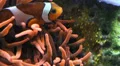 Clownfish with eggs HD Footage