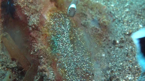 Clownfish Eggs Stock Footage 94841798