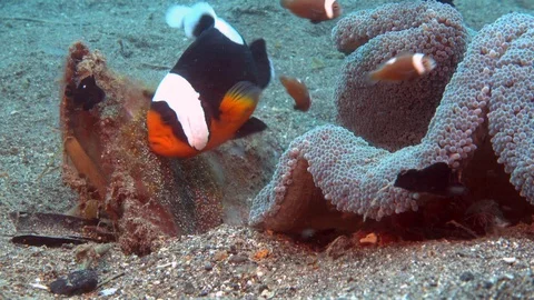 Clownfish Eggs Stock Footage 94844147