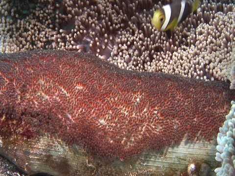 Clownfish with eggs Stock Footage 98669567