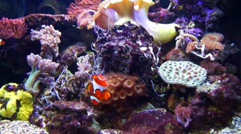 Clownfish in a fishtank Stock Footage 10177967