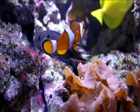 Clownfish Stock Footage 572594