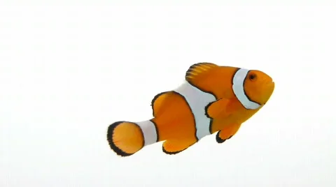 Clownfish Stock-Footage 709653