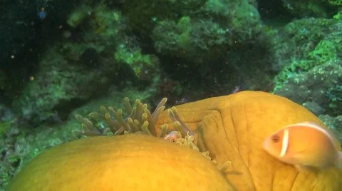 Clownfish Stock Footage 8743614