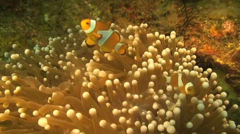 Clownfish Stock Footage 8744340