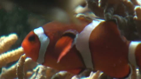 Clownfish Video stock 10818058
