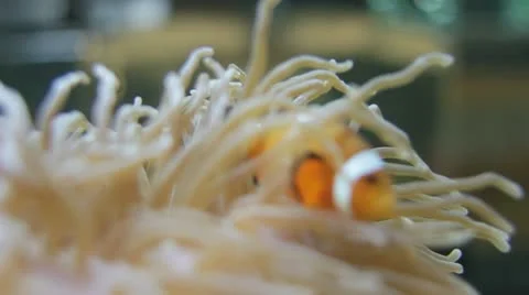 Clownfish Stock Footage 21898407