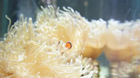 Clownfish Stockbeeldmateriaal 21899046