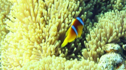 Clownfish 動画素材 24240428