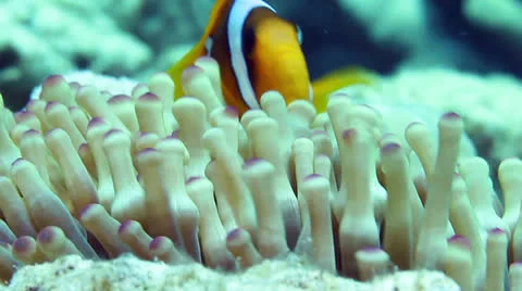 Clownfish Stock Footage 24258685