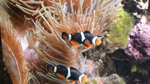 Clownfish Vidéo 64825656
