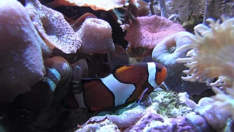 Clownfish Stock-Footage 83098048