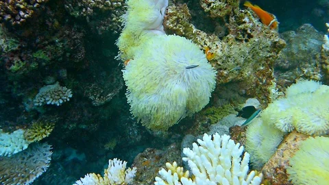 Clownfish Stock Footage 91924086