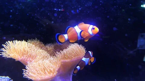 Clownfish Stock Footage 120514945