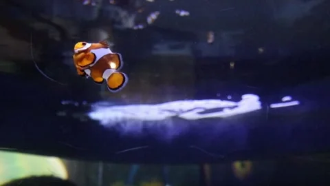 Clownfish Stock Footage 152623244