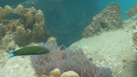 Clownfish Stock Footage 281930034