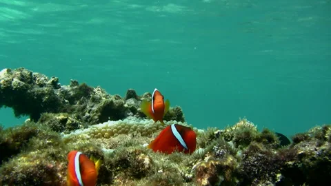 Clownfish Stock Footage 327500131