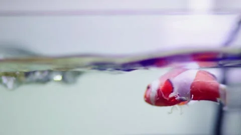 A clownfish Stock Footage 329903453