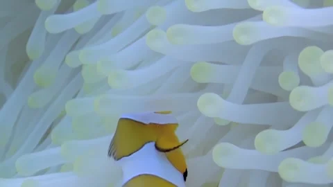 Clownfish Gently Gliding Through Its Anemone Home in the Ocean 스톡 동영상 344514418