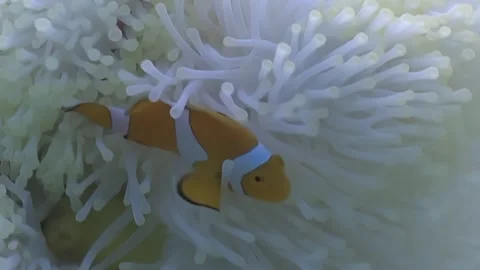 Clownfish Glides Through the Tentacles of a Magnificent Sea Anemone Stock Footage 344479468