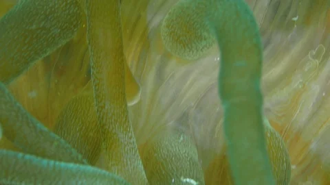 Clownfish in glowing anemone 動画素材 120213701