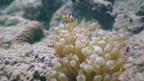 Clownfish Guarding and Protecting Its Eggs Inside Sea Anemone Stock Footage 334104537