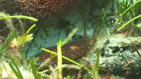 Clownfish guarding its developing eggs Video stock 795973
